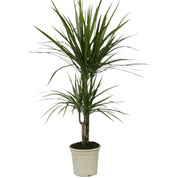 dracaena marginata - c17